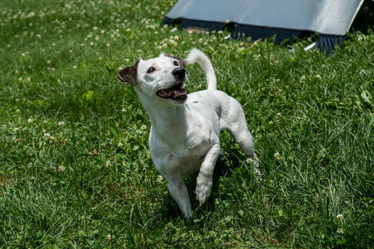 Puppy's First Vet Visit: What To Expect As New Pet Parents