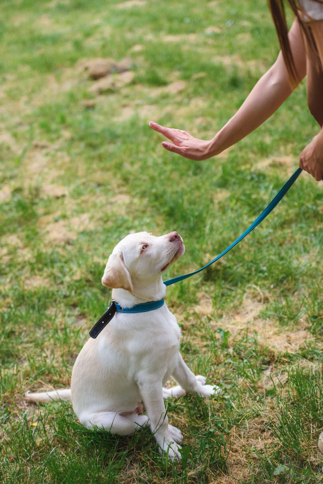 Teaching puppy to walk on leash