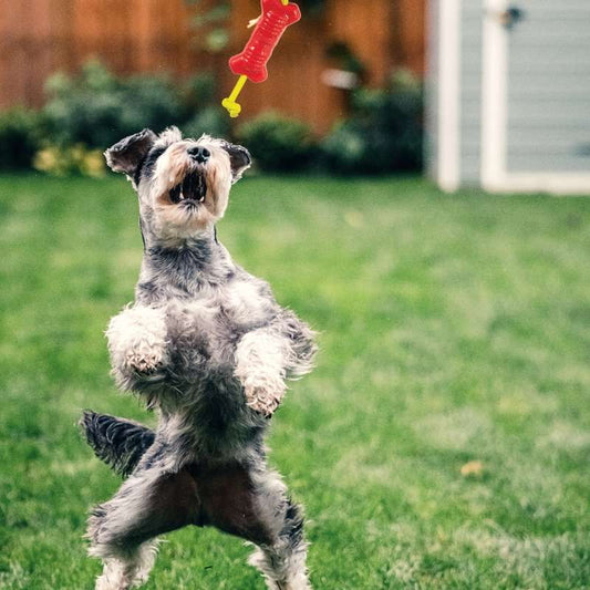 7 Pet Photography Tips To Get The Best Photos Of Your Pet