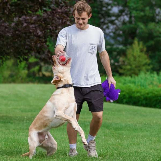 Hero-Squeakables-Amazing-Bone-Ball