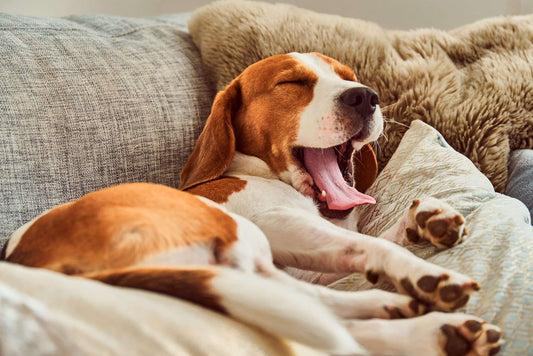 Lazy dog