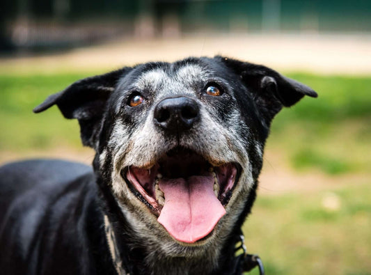 senior-dog