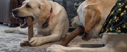 Why Do Dogs Chew? 3 Reasons For Destructive Chewing