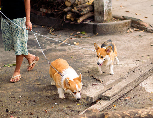 scent walks