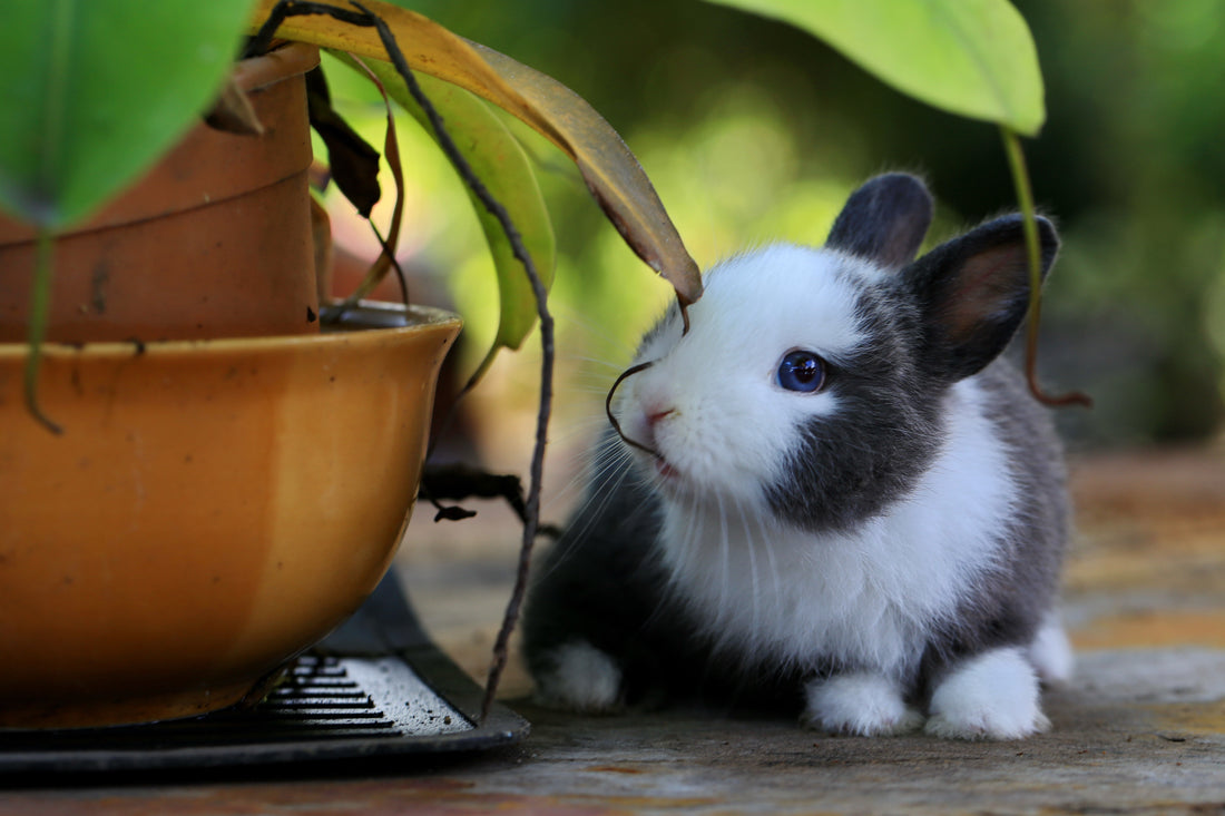 How To Take Care Of A Rabbit: In-depth Rabbit Care Guide