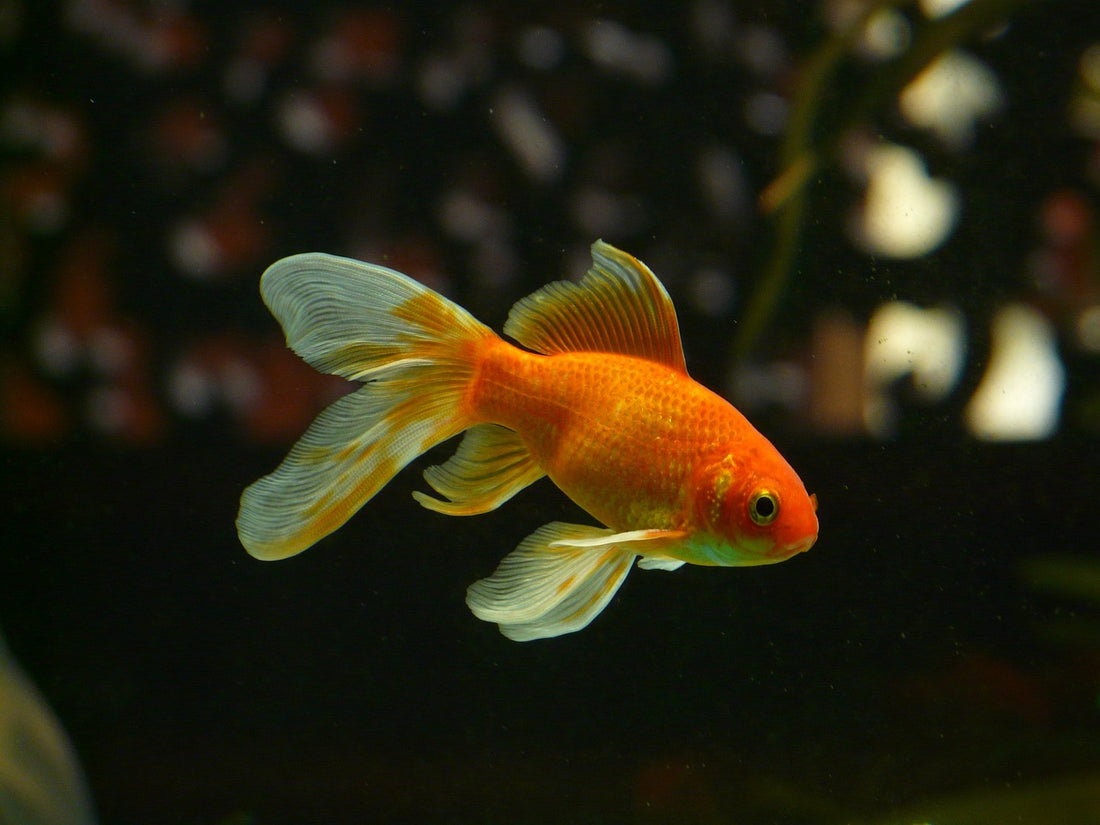 6 Best Freshwater Fish For Your Aquarium: A Complete Guide
