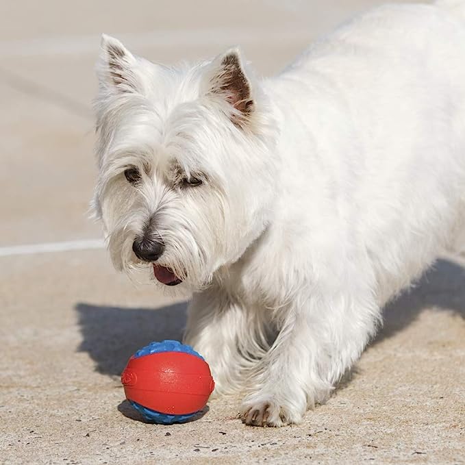 HERO Outer Armor Small, Durable Ball for Small Dogs, Squeaks & Floats