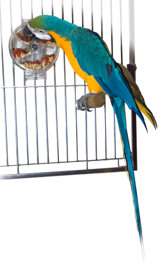 Bird foraging wheel