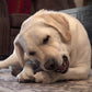 Dog enjoying the Hero Bonetics™ wishbone dog chew toy