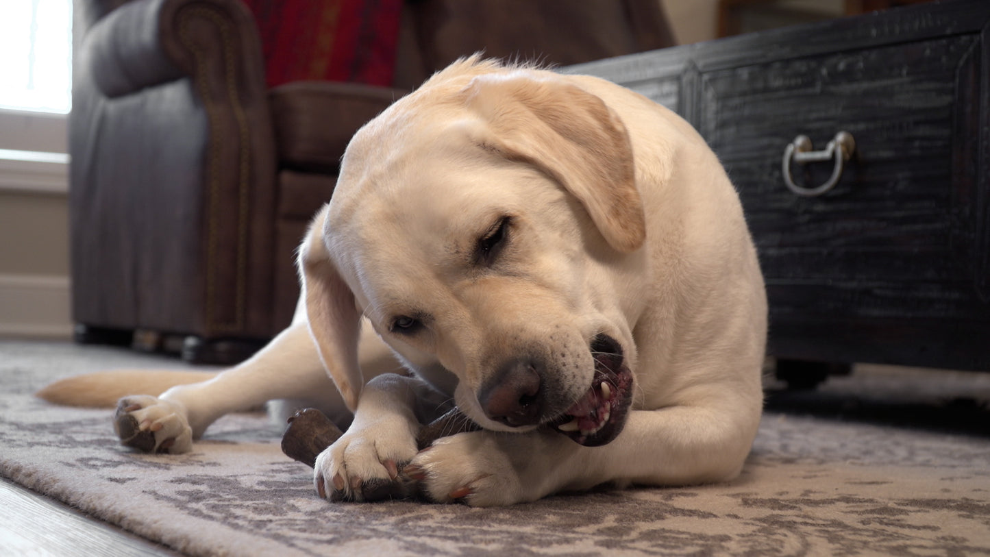 Dog enjoying the Hero Bonetics™ wishbone dog chew toy