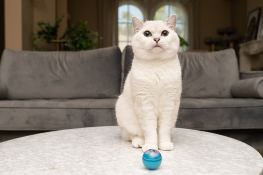 Why Do Cats Love Catnip & What Does Catnip Do To Cats?