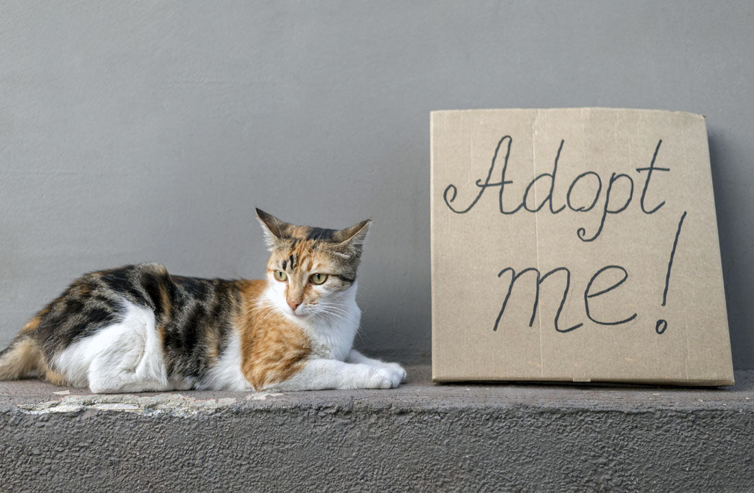 6 Reasons To Adopt A Cat From A Shelter