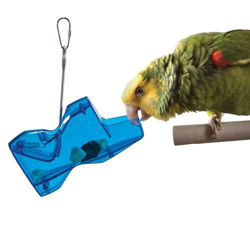 Why Companion Birds Need Toys