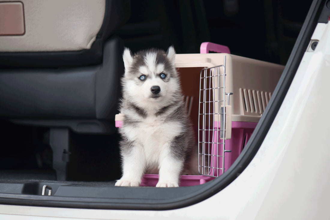 KEEP YOUR FURRY FRIEND SAFE WHILE TRAVELING