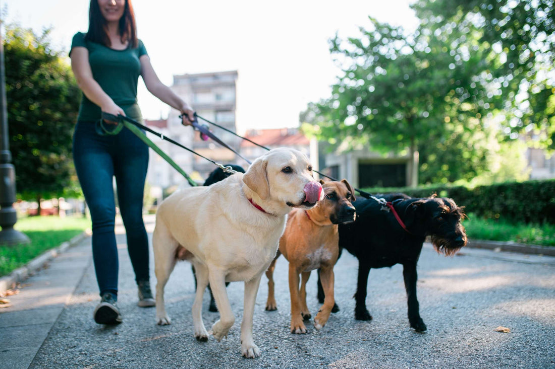 YOU LOVE WALKING DOGS, BUT DO YOU NEED TO BE CERTIFIED TO BE A PROFESSIONAL PET SITTER?