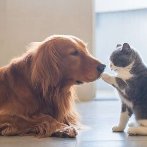 Celebrate World Animal Day