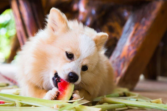 Watermelon for dogs