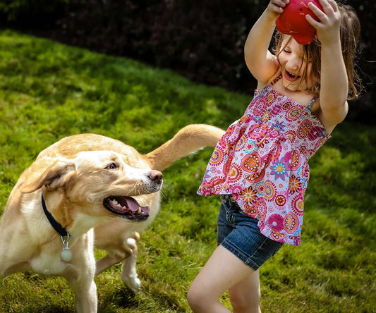 Teach-your-dog-to-play-fetch