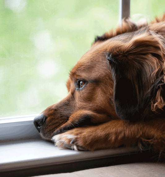 HELPING YOUR DOG SURVIVE DURING A QUARANTINE