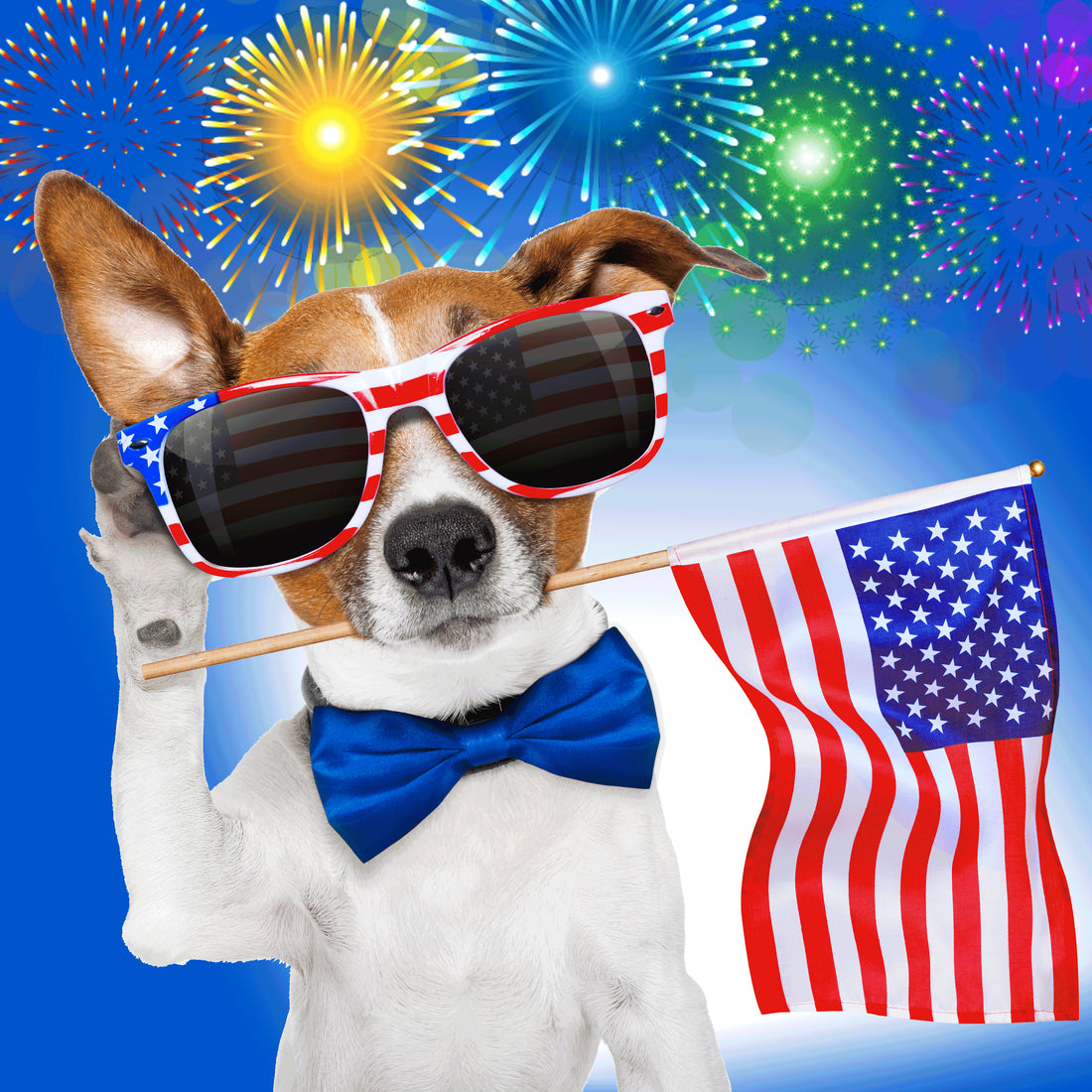FIREWORKS AND YOUR DOG
