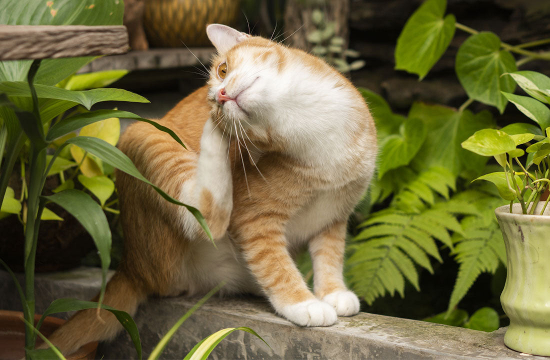 How To Identify Fleas On Cats