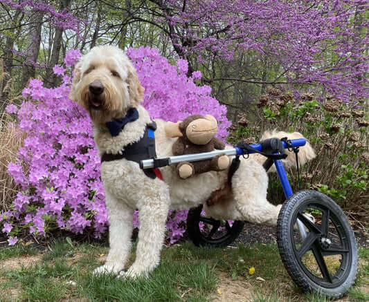 Hero Supermodel Oliver