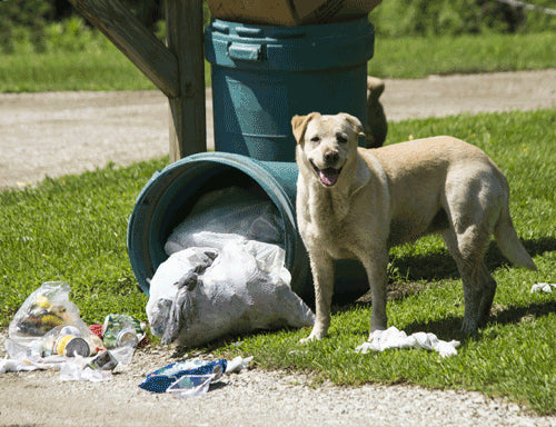 Understanding Your Dog s Instinct To Hunt Forage For Food Caitec