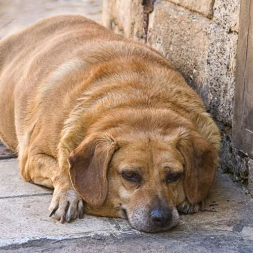 PET OBESITY:  An Expanding Promblem