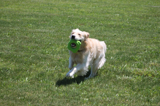 5 Fun Things To Do With Your Dog In The Summer