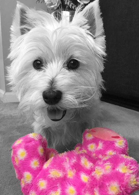 START A DOG-STAGRAM ON INSTAGRAM