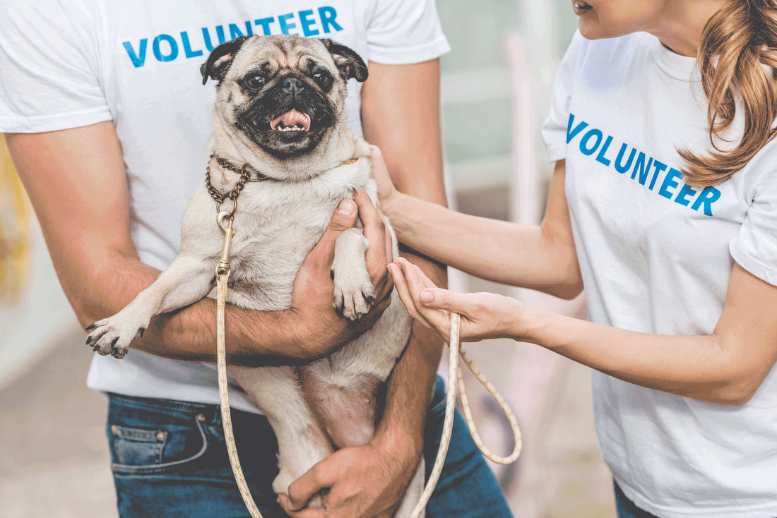 WHY VOLUNTEER AT AN ANIMAL SHELTER?