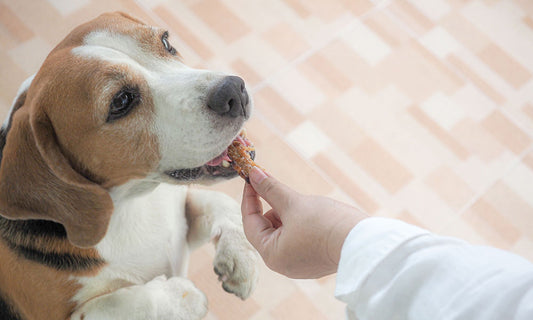 How Many Treats Can I Give My Dog Per Day