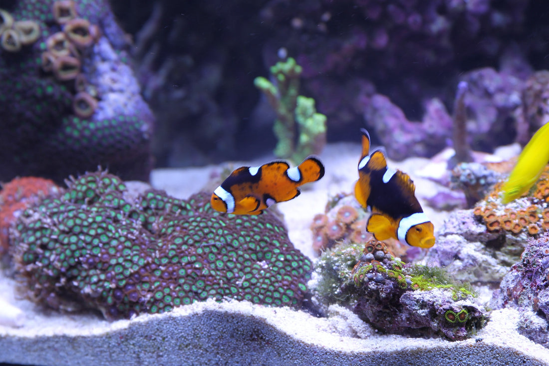3 Creative Fish Tank Decor Ideas To Level Up Your Aquarium