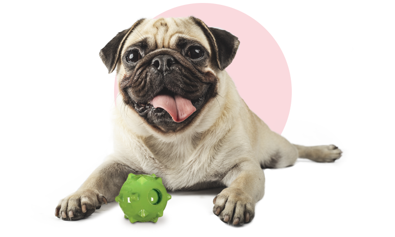 Chase N Chomp Collections Caitec