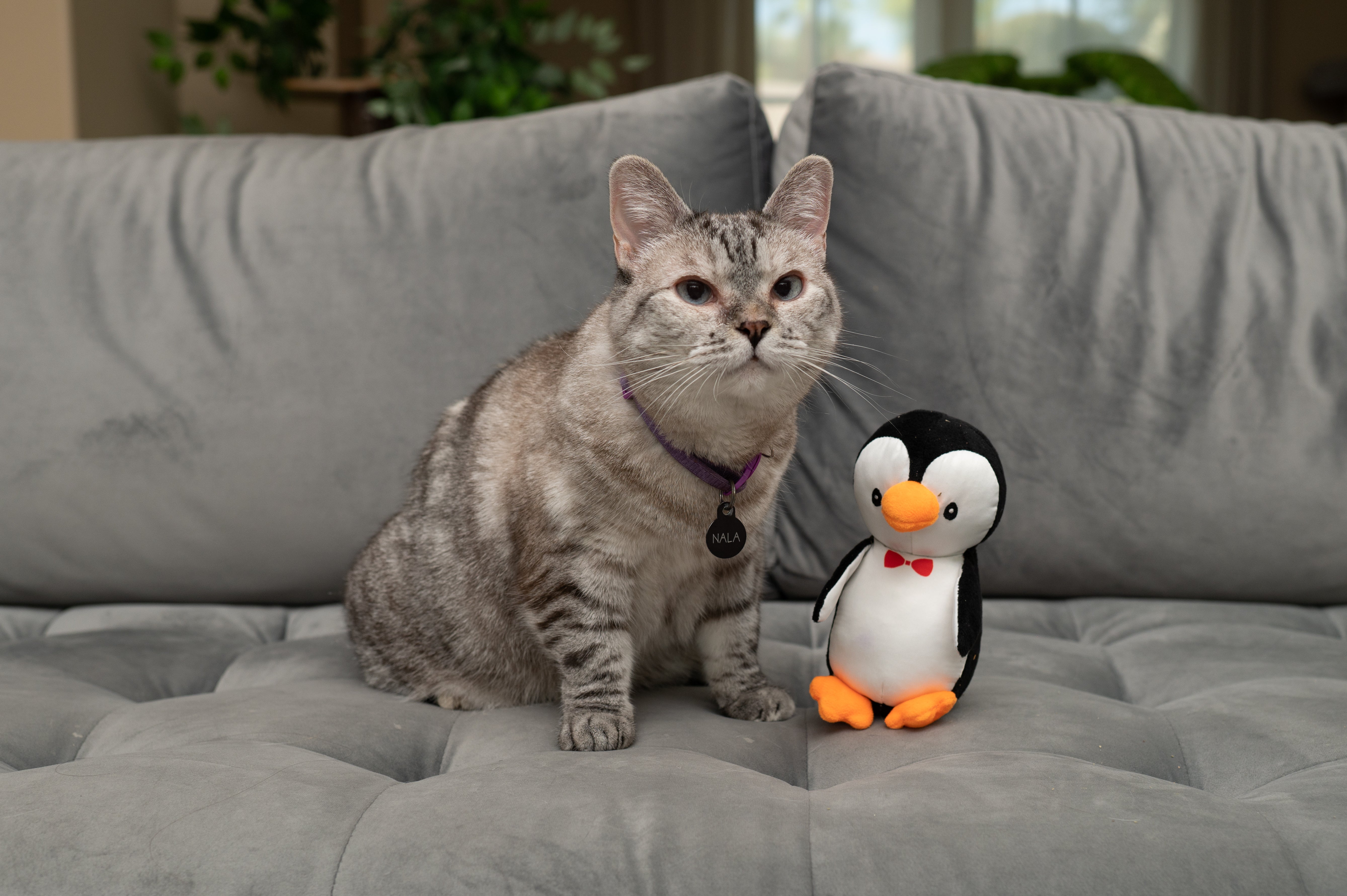 Penguin hotsell cat toy