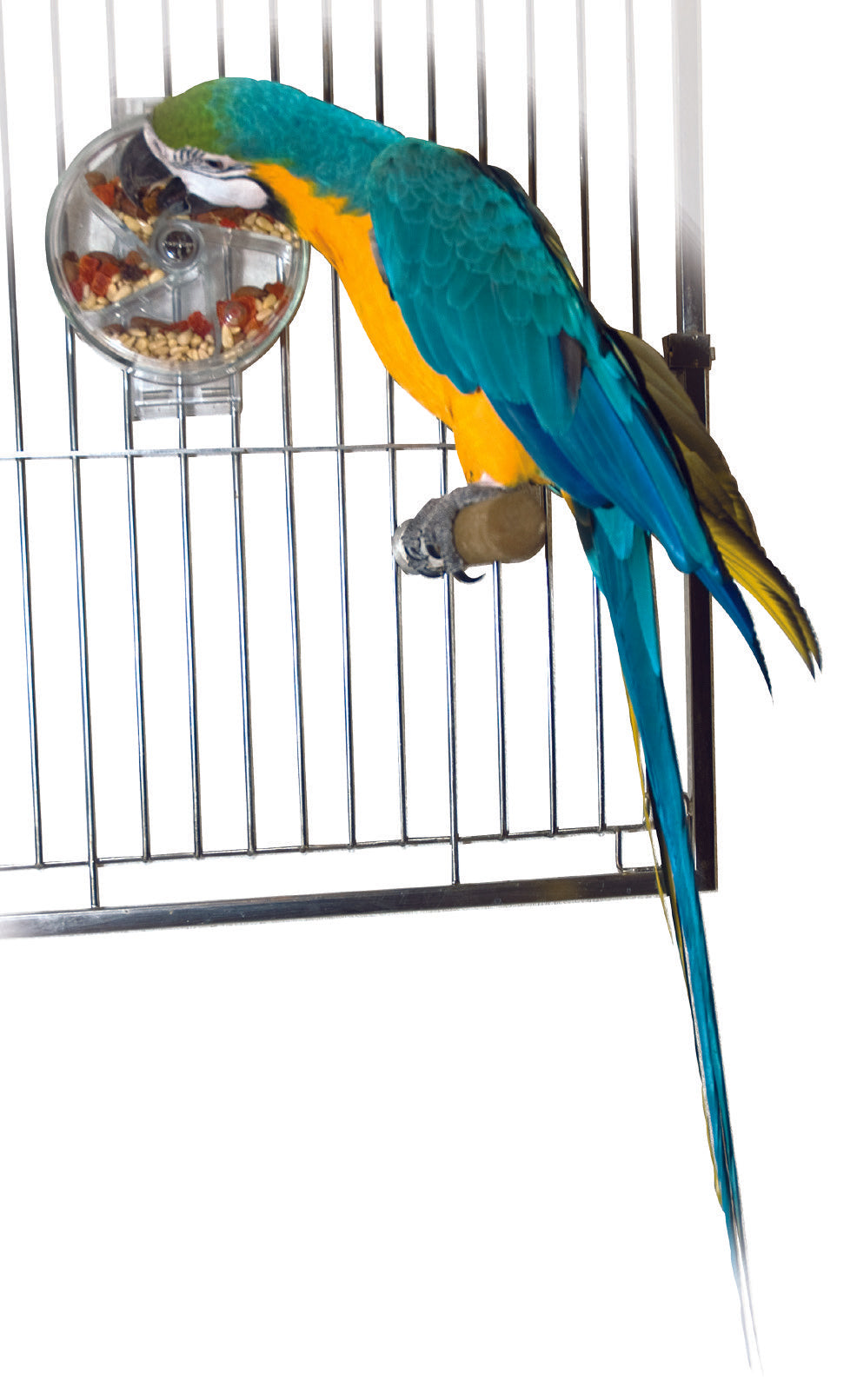 Foraging wheel outlet parrot toy