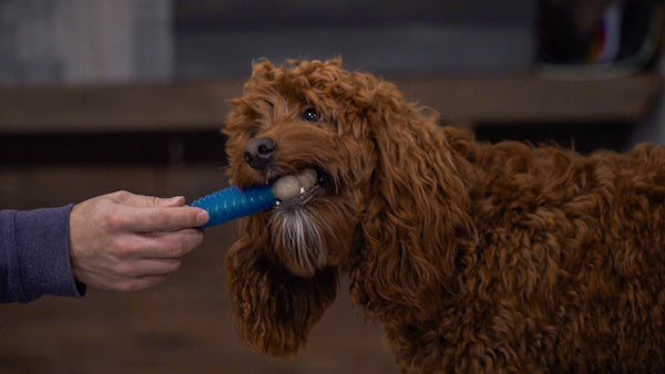 Dental bone chew toy for Dogs