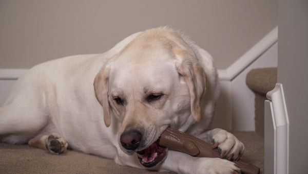Medium chew stick for dogs