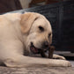 Hero Bonetics™ wishbone dog chew