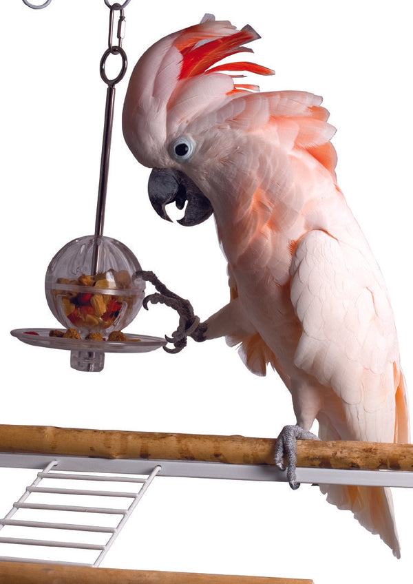 Buffet ball hanging bird toy